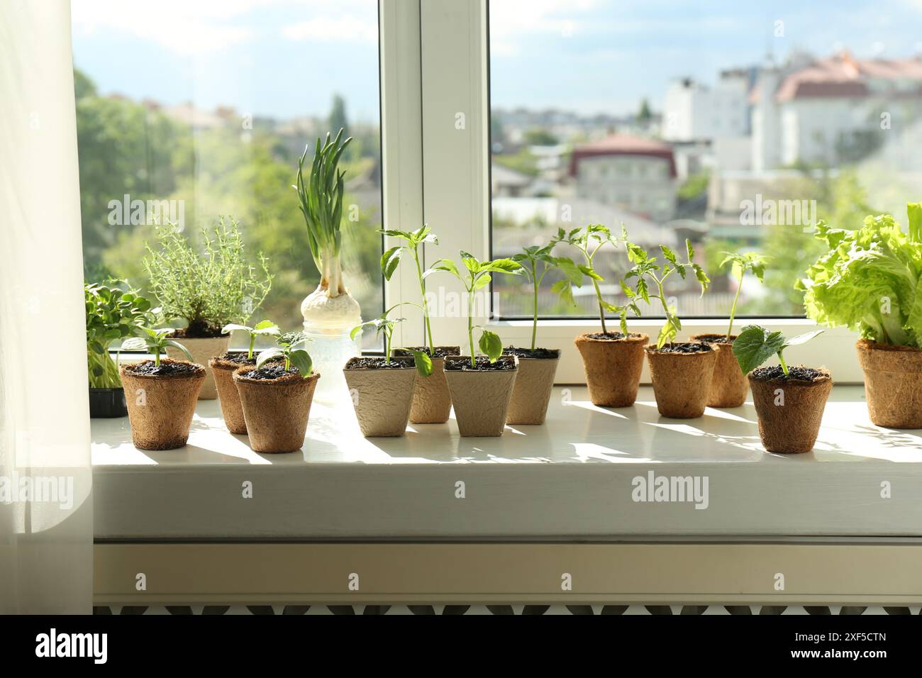 Many different seedlings growing in pots on window sill Stock Photo - Alamy