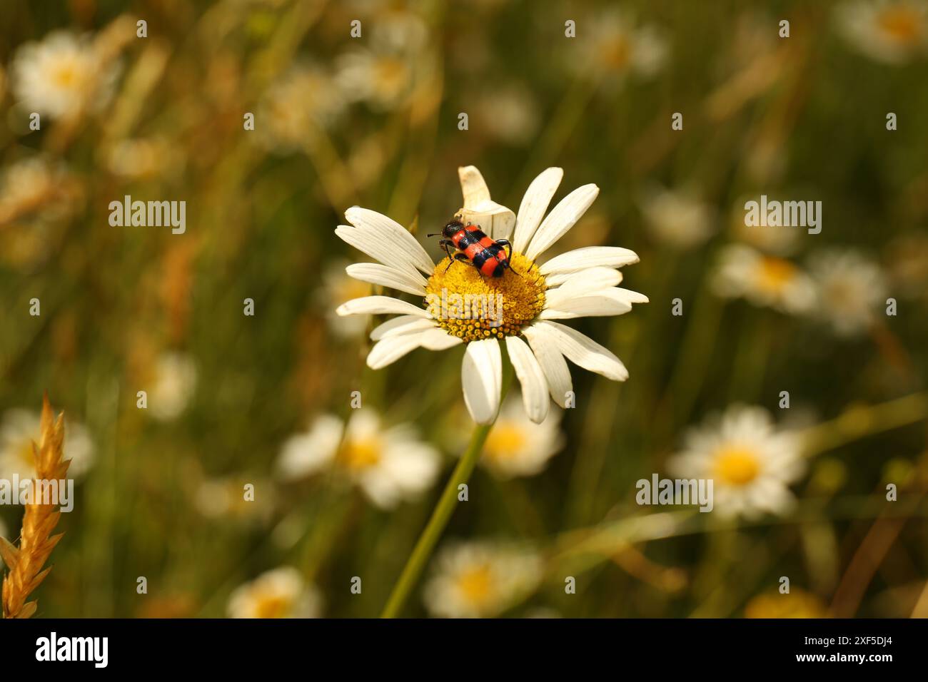 Sitting on chamomile hi-res stock photography and images - Alamy
