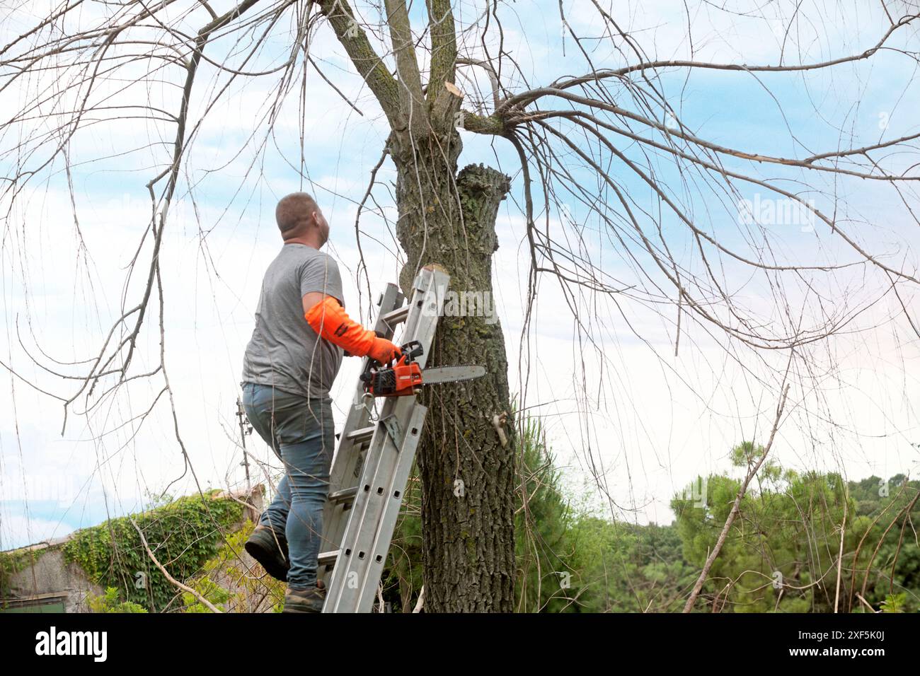 lumberjack on a ladder for cutting a tree Stock Photo