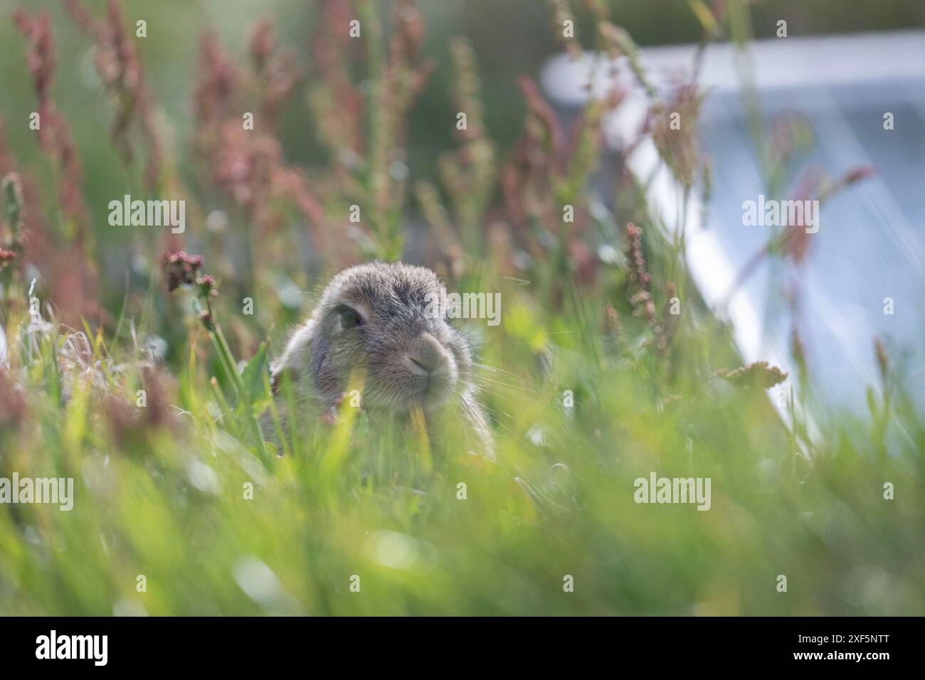 Rabbit (Oryctolagus cuniculus), sitting by some ground mounted solar ...