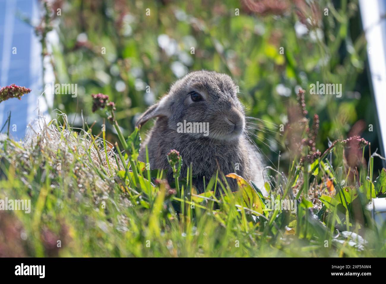 Rabbit (Oryctolagus cuniculus), sitting by some ground mounted solar ...