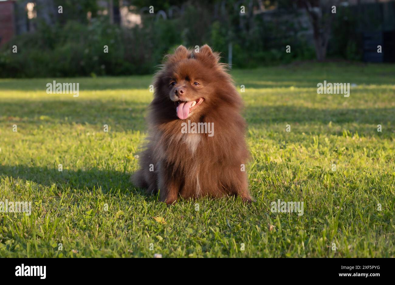 brown chocolate Pomeranian surrounded by greenery Stock Photo - Alamy