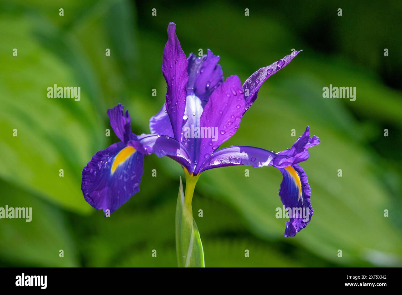 A Spanish iris flower, Chipping, Preston, Lancashire, UK Stock Photo