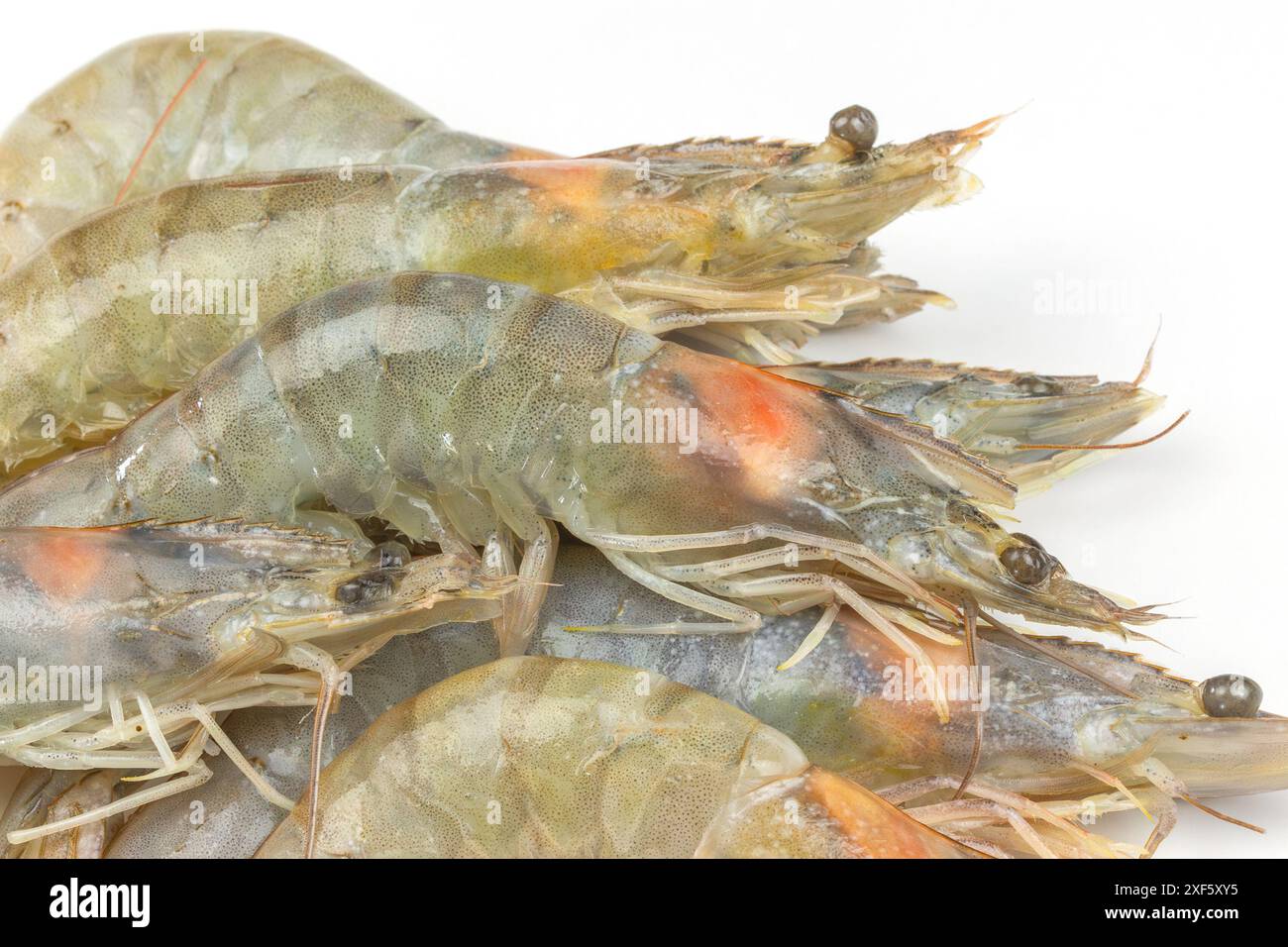 raw shrimp, close-up, isolated on a white background Stock Photo
