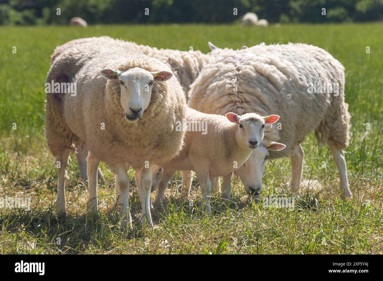 Family of sheep in a field grazing Stock Photo - Alamy