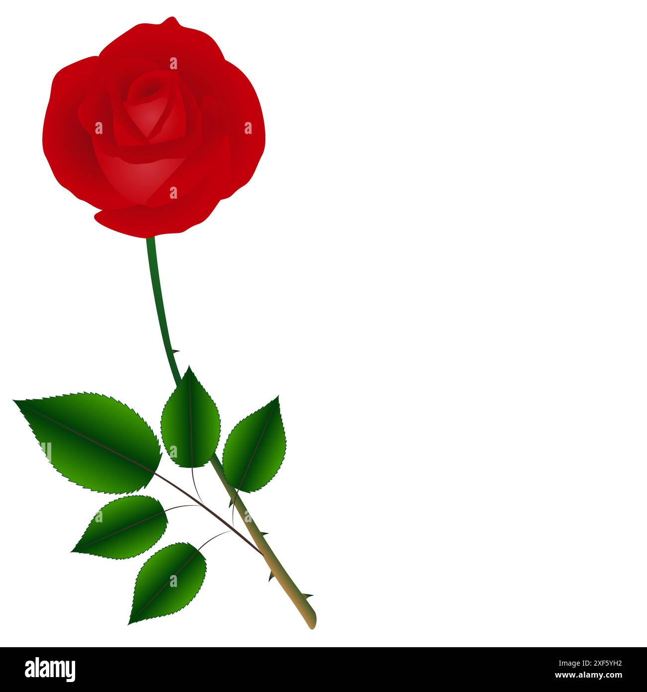 Single red rose on a green stem with leaves isolated on white ...