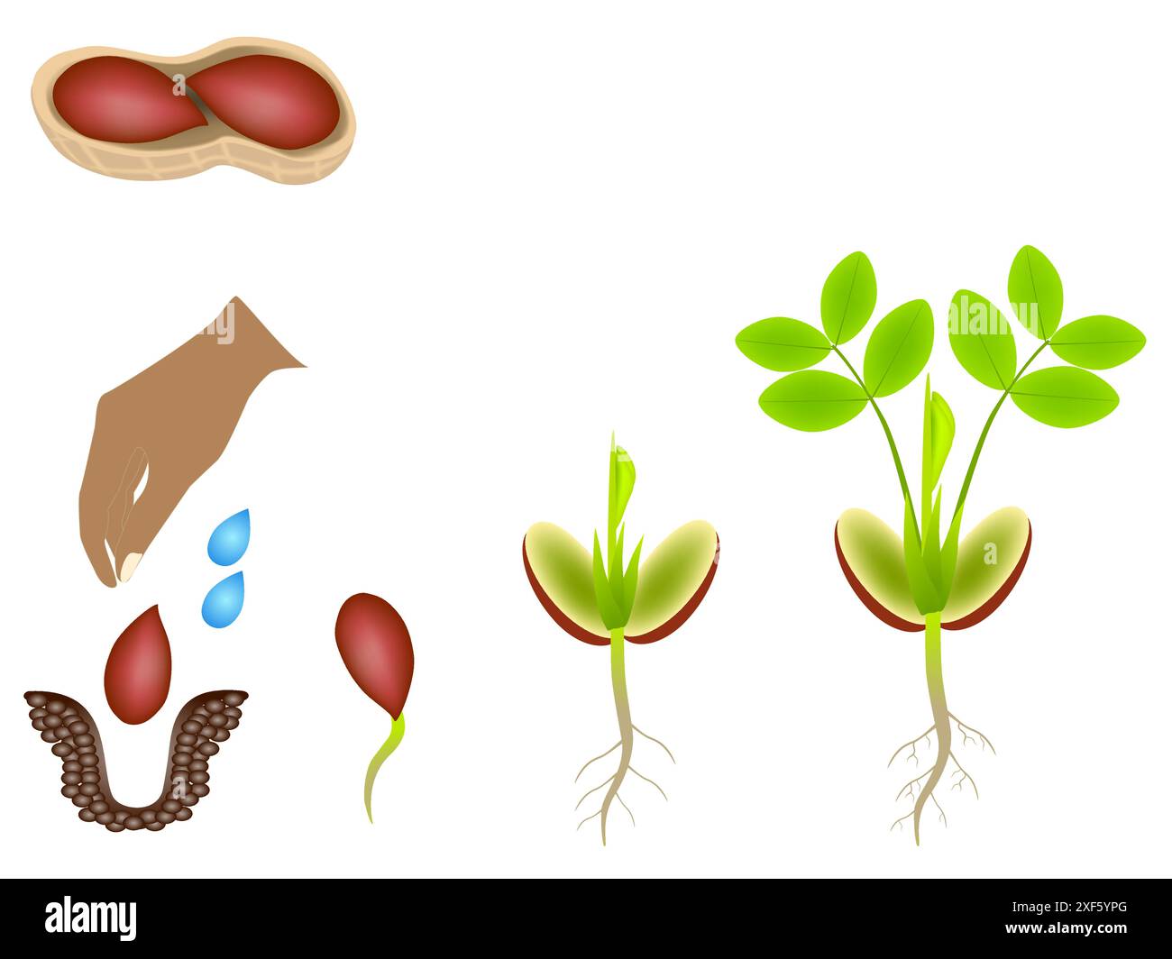 Growing Plant. Sprout Growth Process. Steps Sequence of Germinating Seeds  for Seedlings. Development of Vegetables in Nature, Stock Vector -  Illustration of seed, vegetable: 303627495, image size:1300x1064