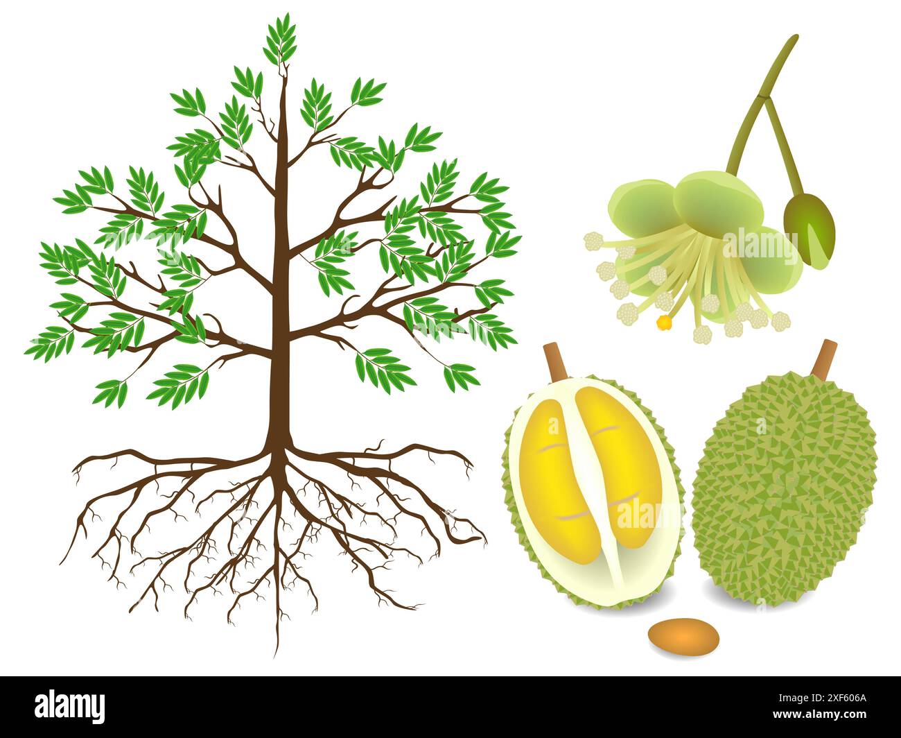 An illustration showing parts of a durian plant on a white background ...