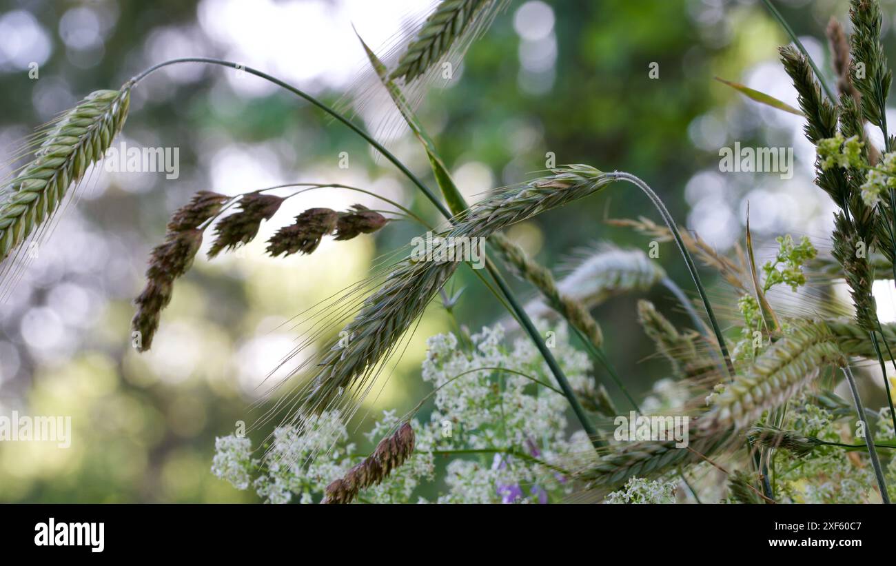 Wildflower background hi-res stock photography and images - Alamy