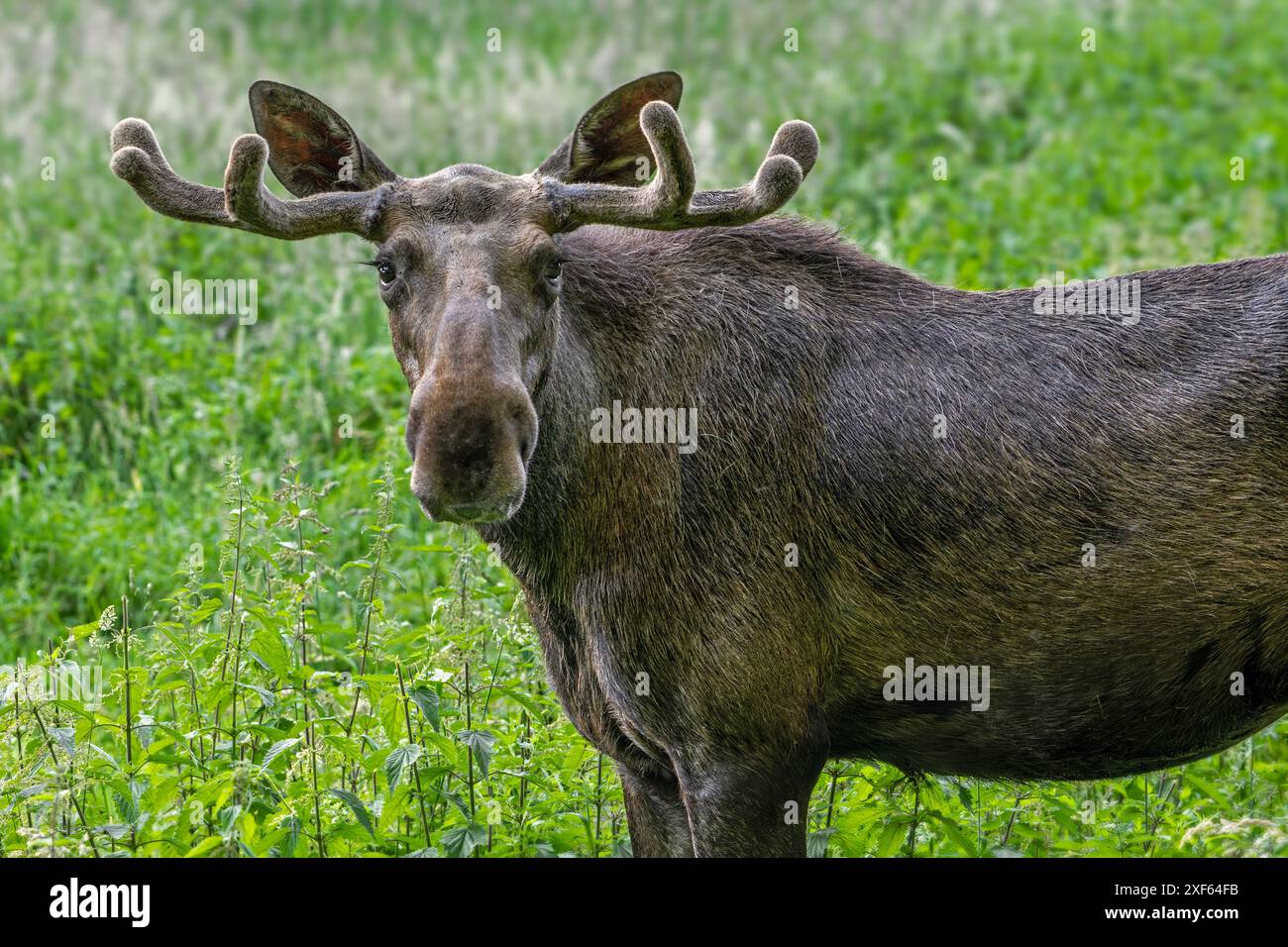 Moose / elk (Alces alces) close-up portrait of bull / male with small antlers covered in velvet in spring, native to Scandinavia Stock Photo