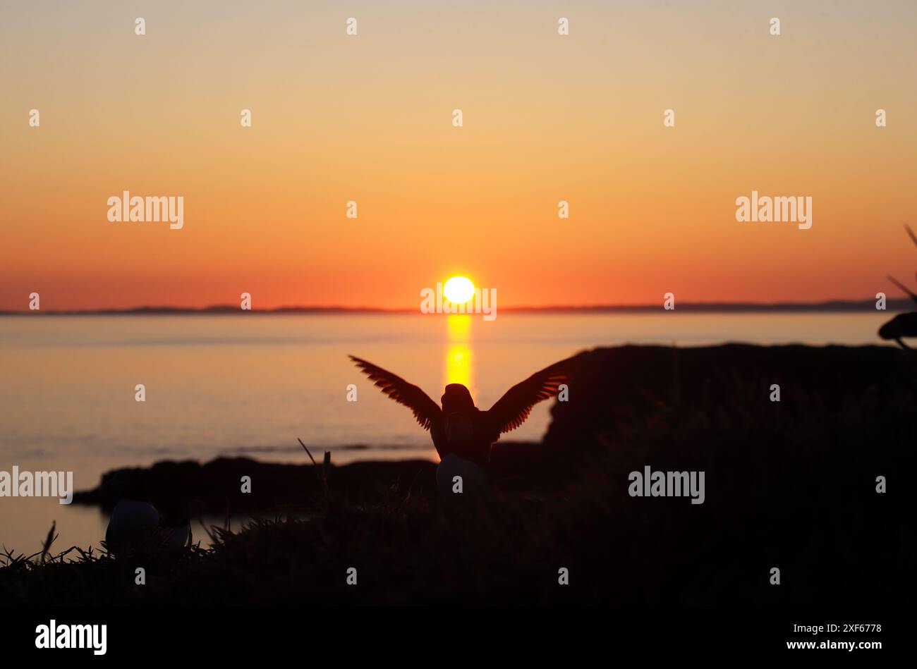 Puffin silhouetted in the sunset on Lunga in the Treshnish Isles of Scotland with the isle of Coll in the distance Stock Photo