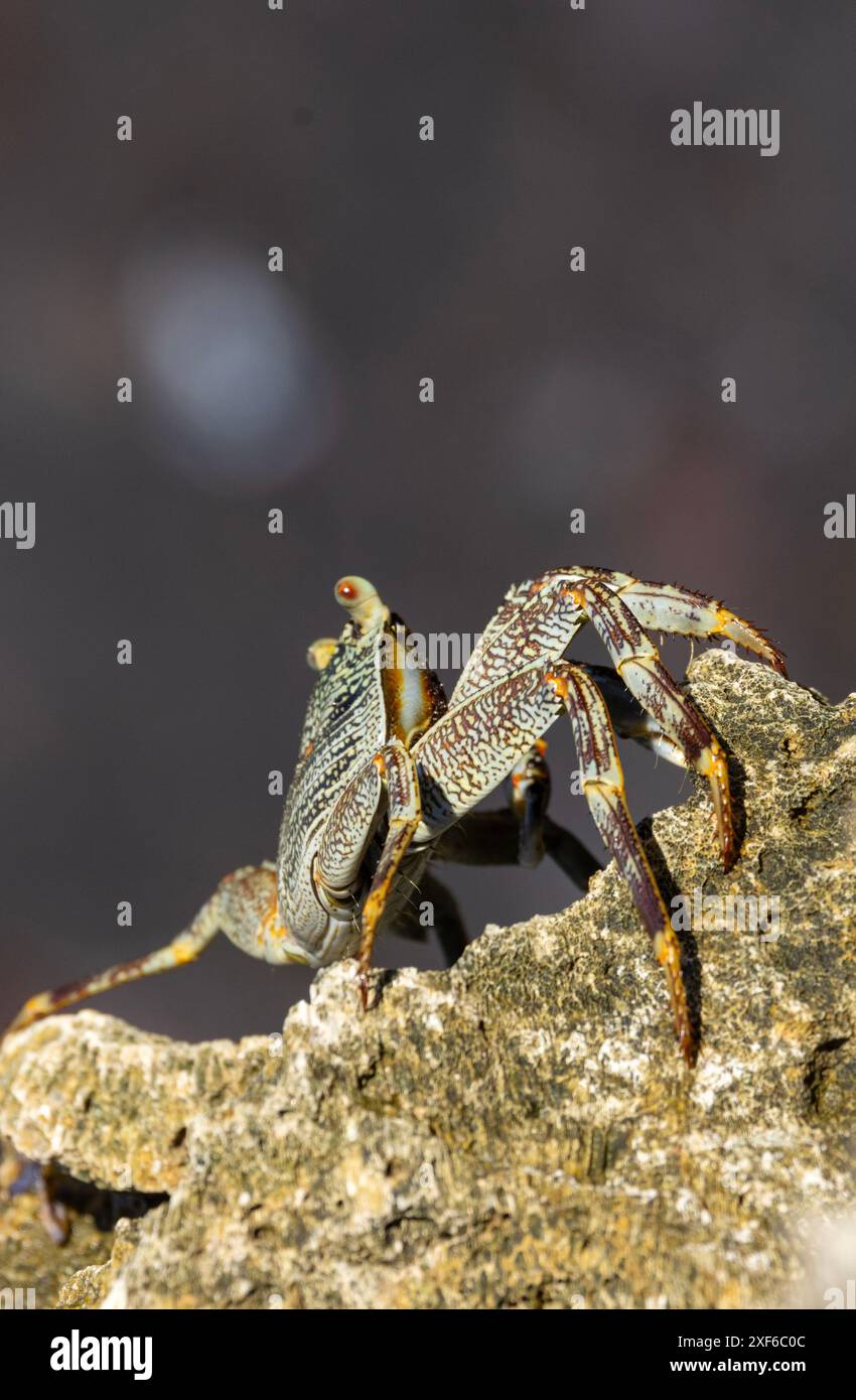 The Red Shore Crab is a fast and agile crab that lives on tropical ...