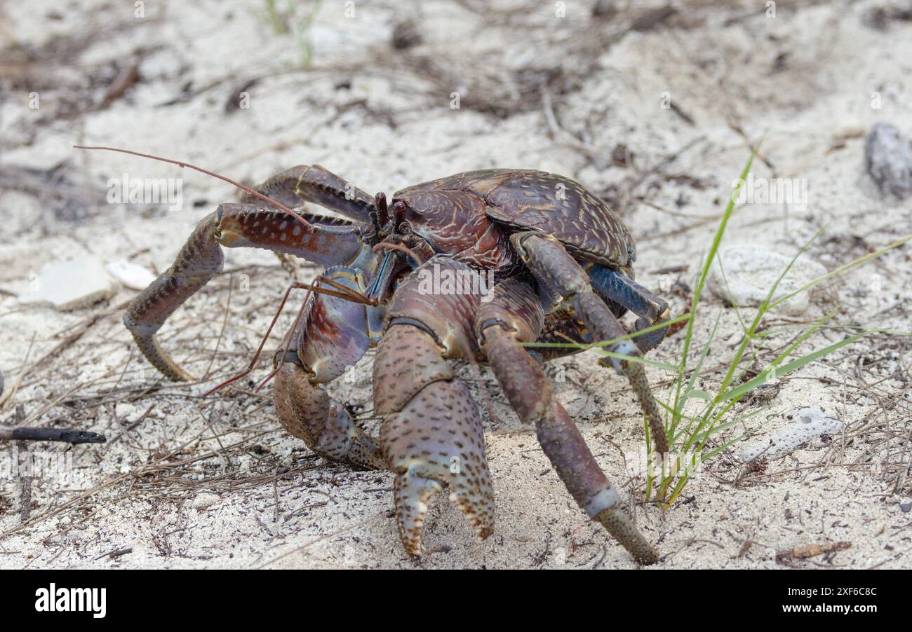 Largest of the Hermit Crab family, the Robber or Coconut Crab is land ...
