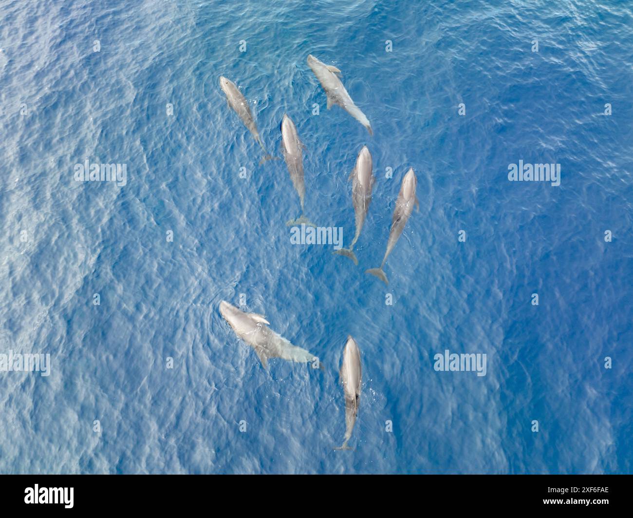 A small pod of Fraser's dolphins, Lagenodelphis hosei, swims at the ...