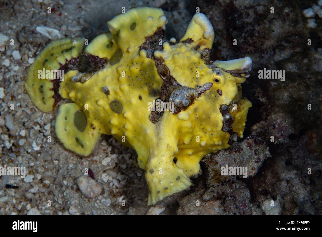 Slopefish A Warty frogfish, Antennarius maculatus, sits on a rock-strewn volcanic ...