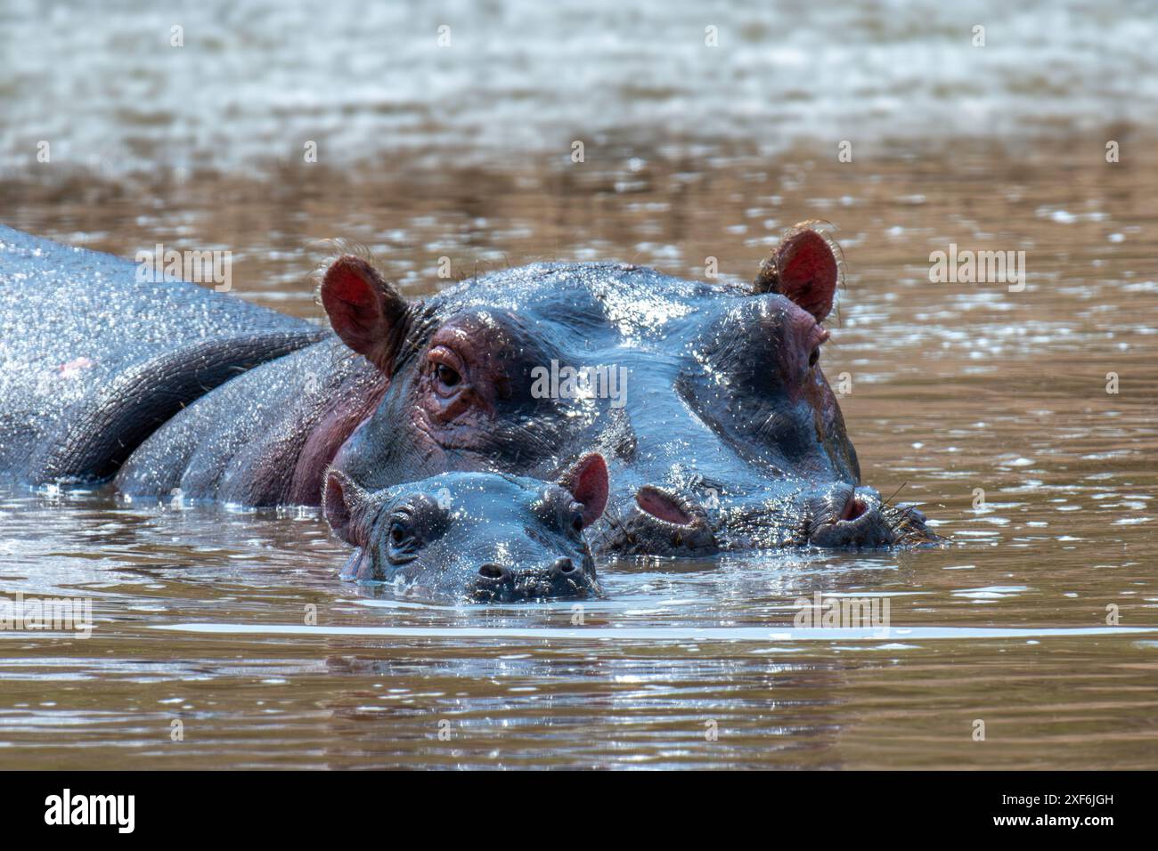 Close Hippo with baby (Hippopotamus amphibius) in the river. National park of Kenya, Africa Stock Photo