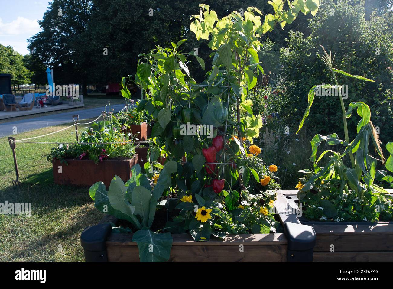 East Molesey, UK. 1st July, 2024. The RHS Britain in Bloom 60th Anniversary: Gardening for People and Plant Feature Garden at the RHS Hampton Court Palace Garden Festival in East Molesey, Surrey. Designers James & Jon Wheatley, Contractor Stonebarn Landscapes. Credit: Maureen McLean/Alamy Live News Stock Photo