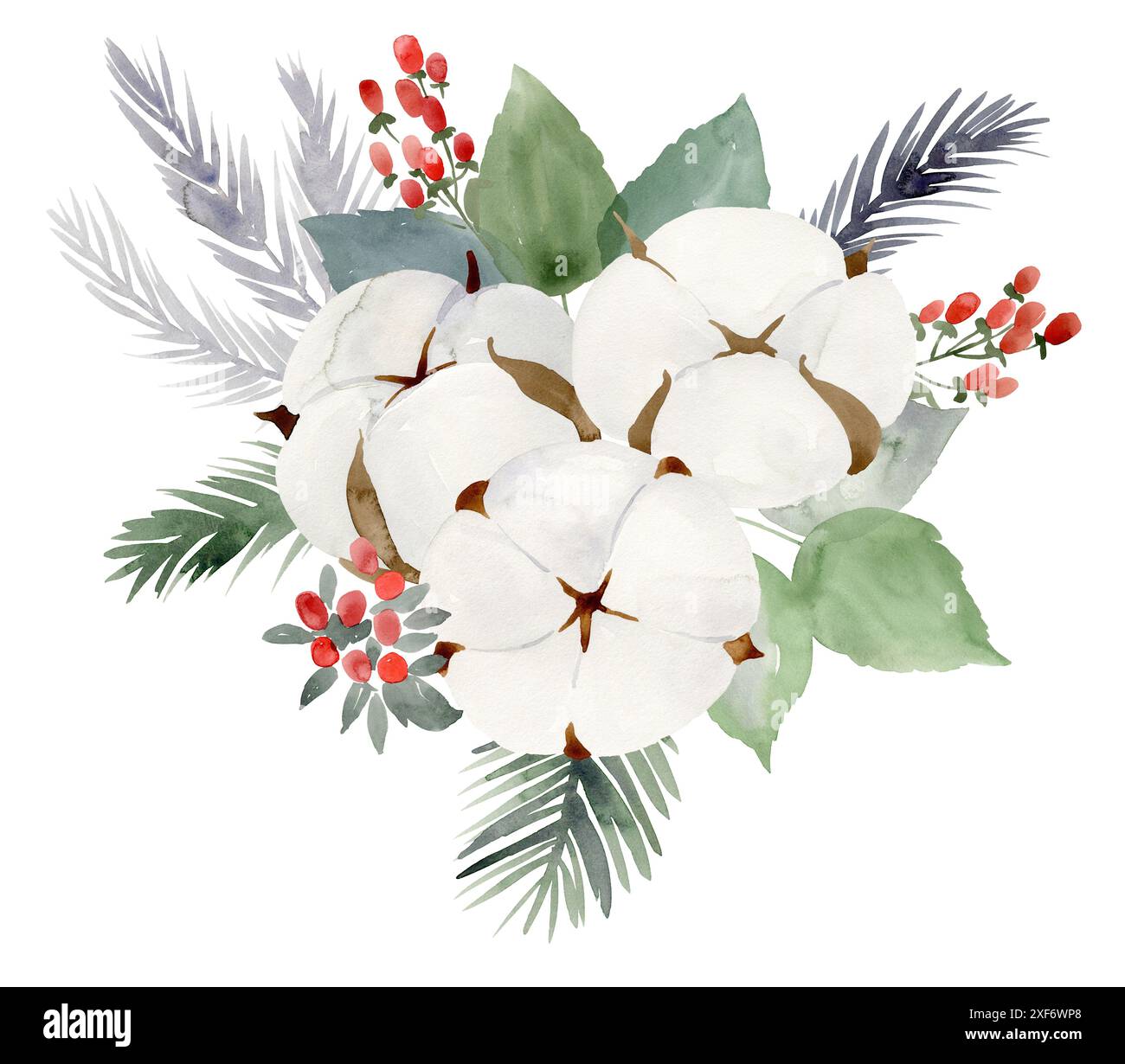Watercolor christmas bouquet with cotton flowers. Isolated on white ...