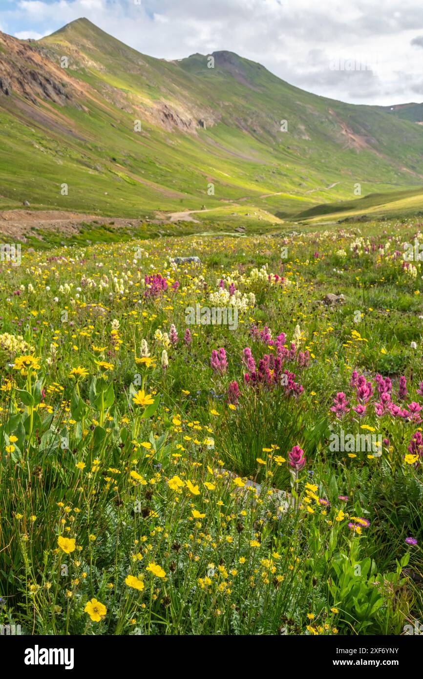 Wildflowers in san juan hi-res stock photography and images - Alamy