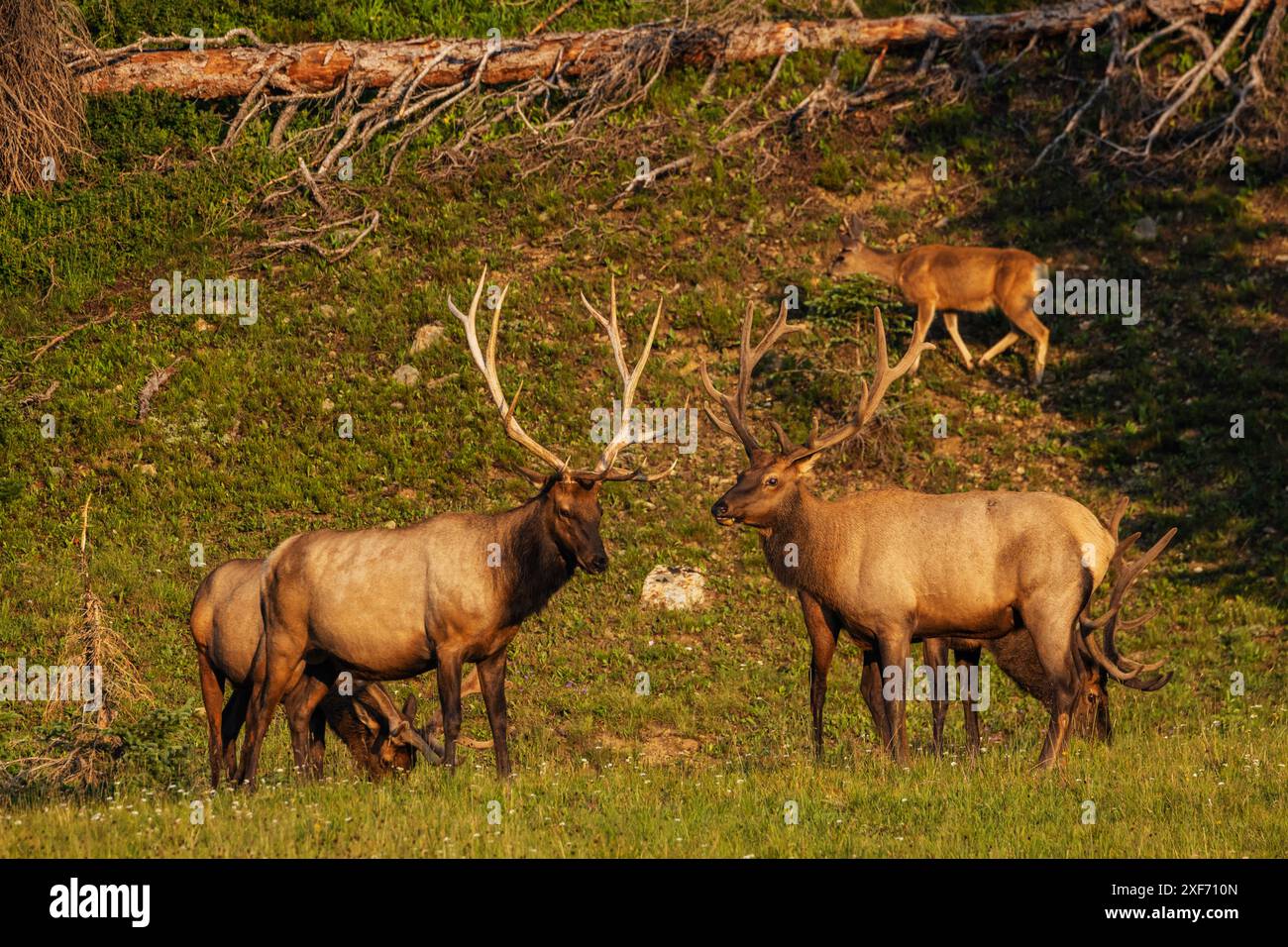 Rocky mountain elk shedding hi-res stock photography and images - Alamy