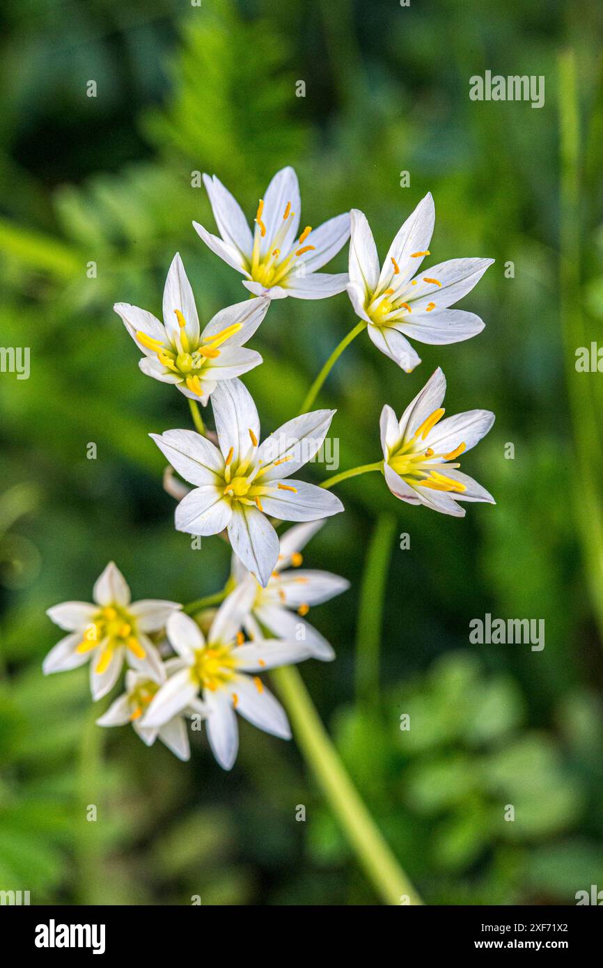 Flowering wild onion. Stock Photo