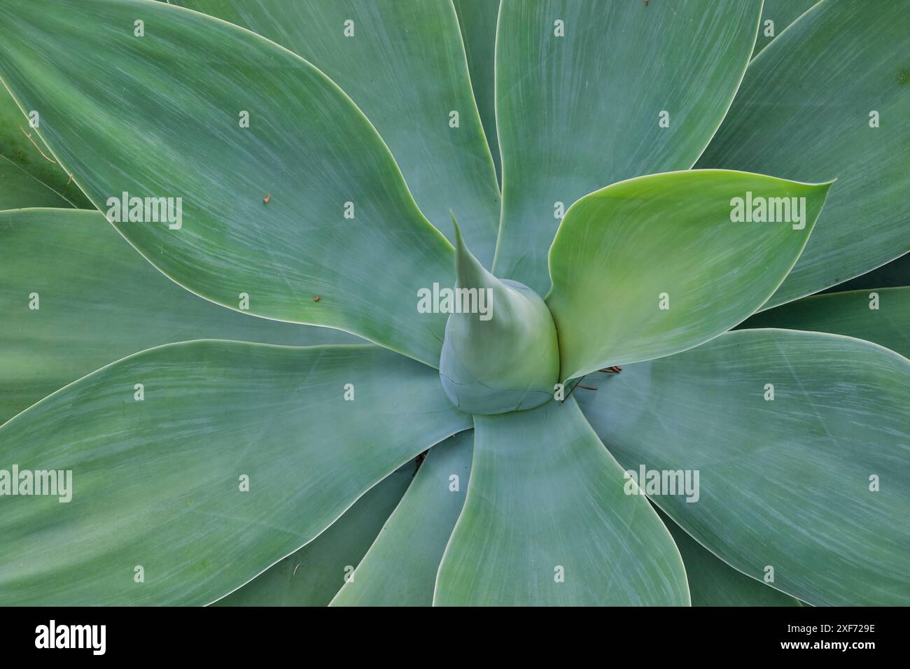 Tropical plant hawaii hi-res stock photography and images - Alamy
