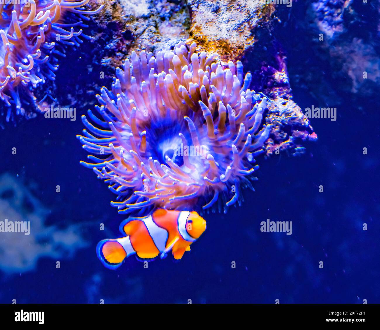 Colorful clownfish anemonefish, Waikiki, Oahu, Hawaii. Found in coral ...