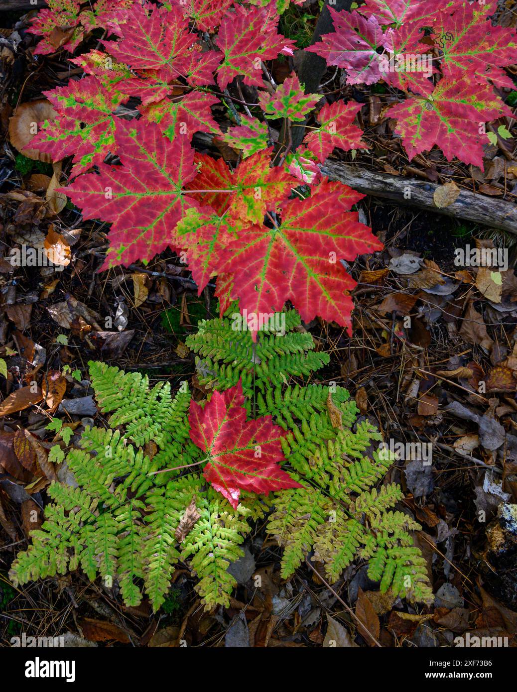 Usa maine maple leaves hi-res stock photography and images - Alamy