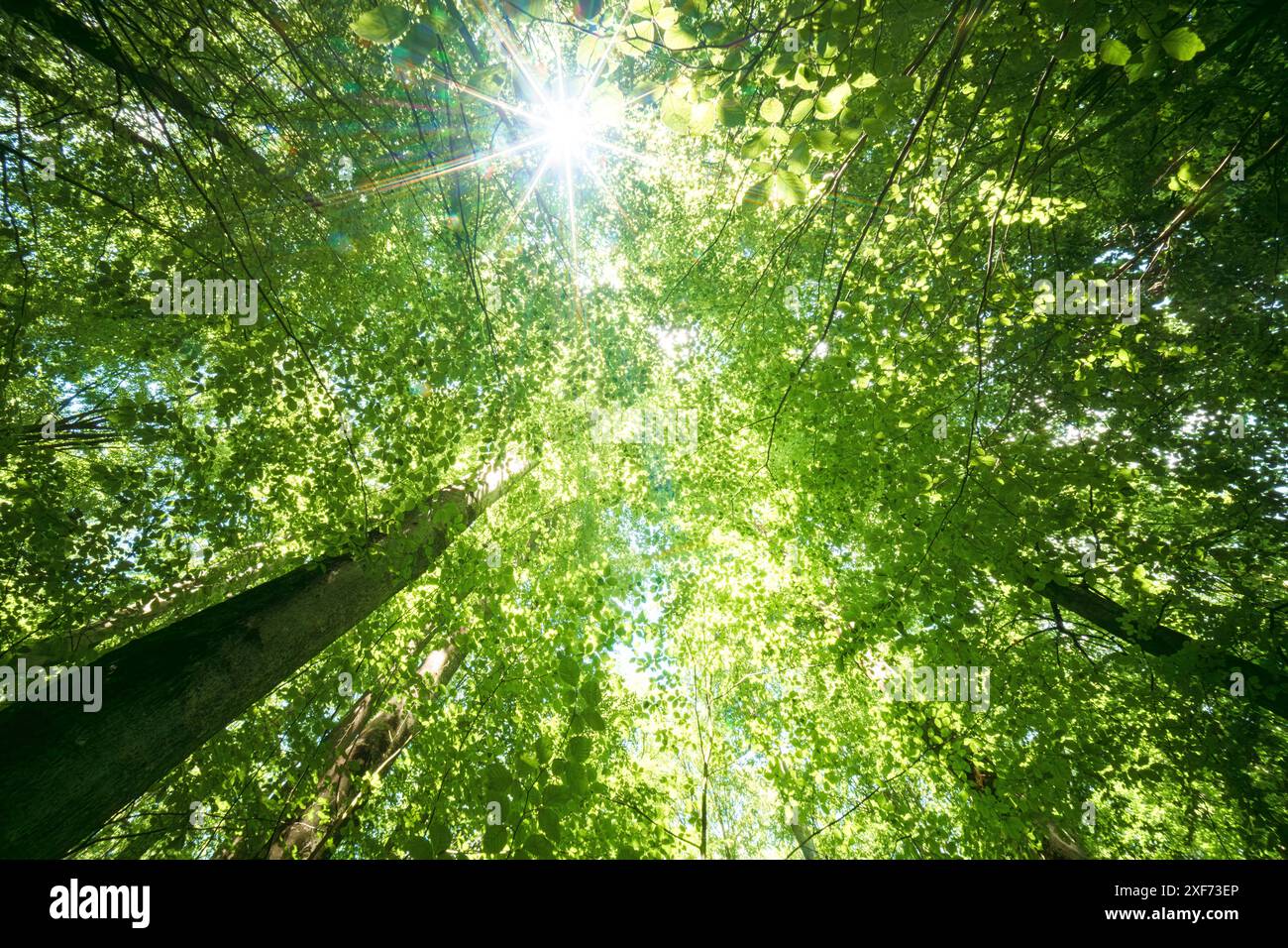 Sunlight streaming through tall trees in a lush, vibrant forest ...