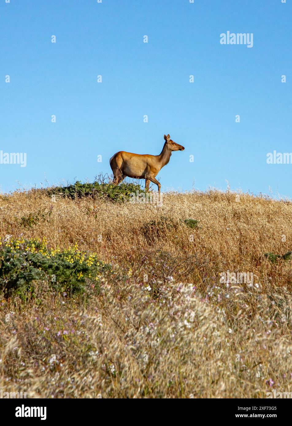 Point Reyes National Seashore in Marin County, California, is home to the Tule Elk, a species native to the state and once nearly extinct. - Stock Image