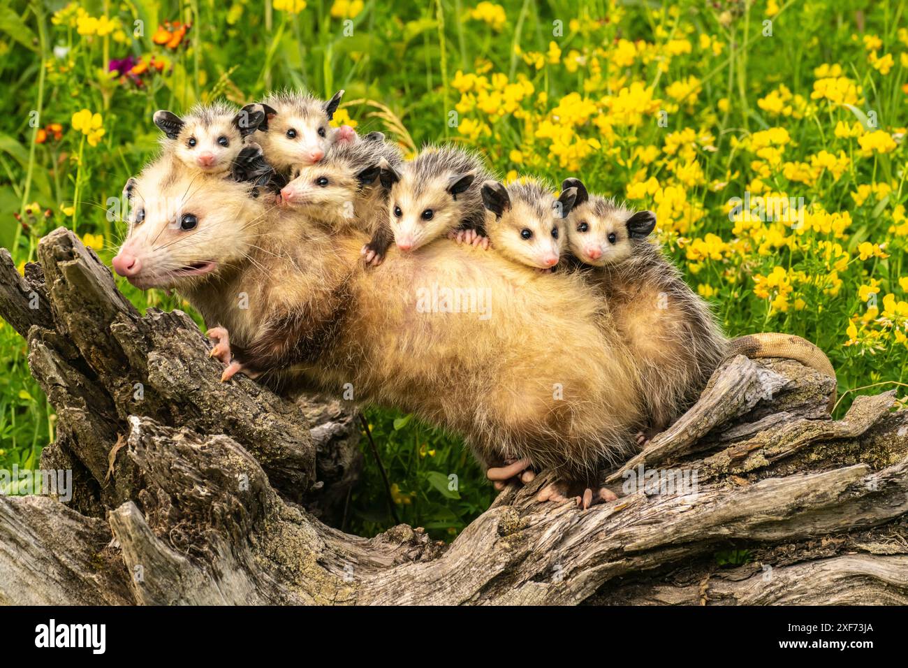 Possum Fat Back Possum Fat Back