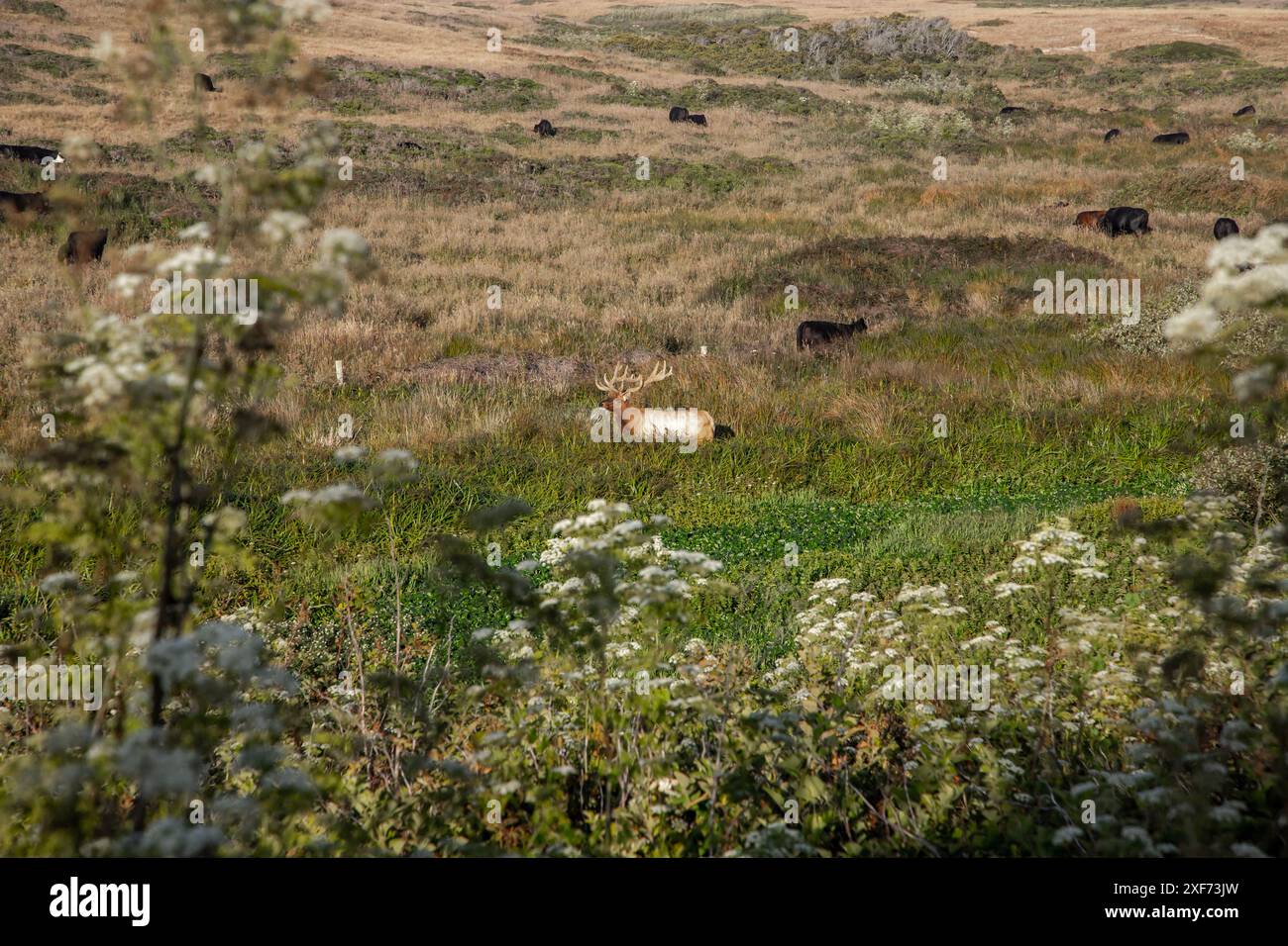 Point Reyes National Seashore in Marin County, California, is home to the Tule Elk, a species native to the state and once nearly extinct. - Stock Image