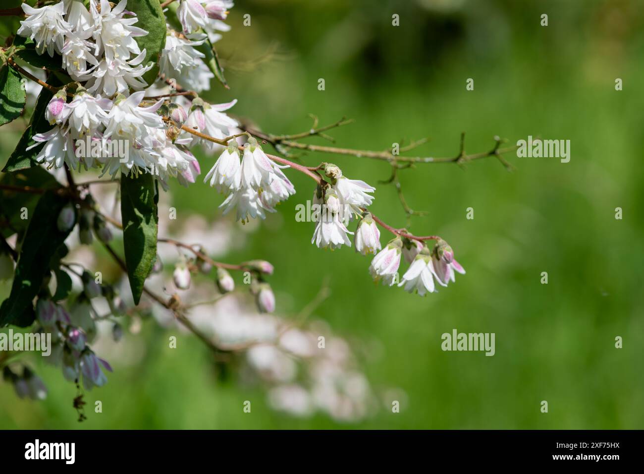 Close up of Deutzia scabra Codsall Pink flowers in bloom Stock Photo