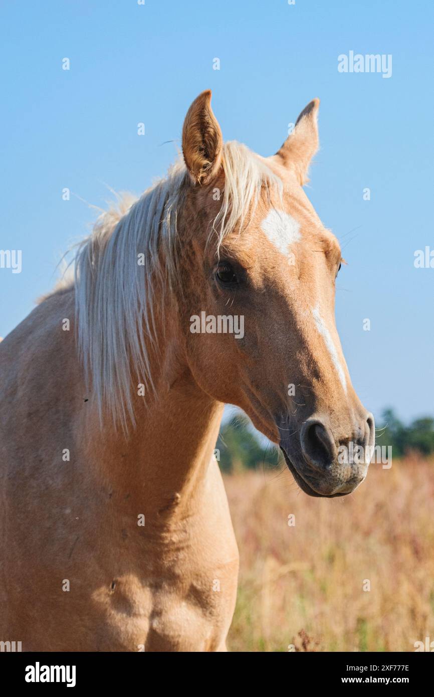 Palomino headshot Stock Photo
