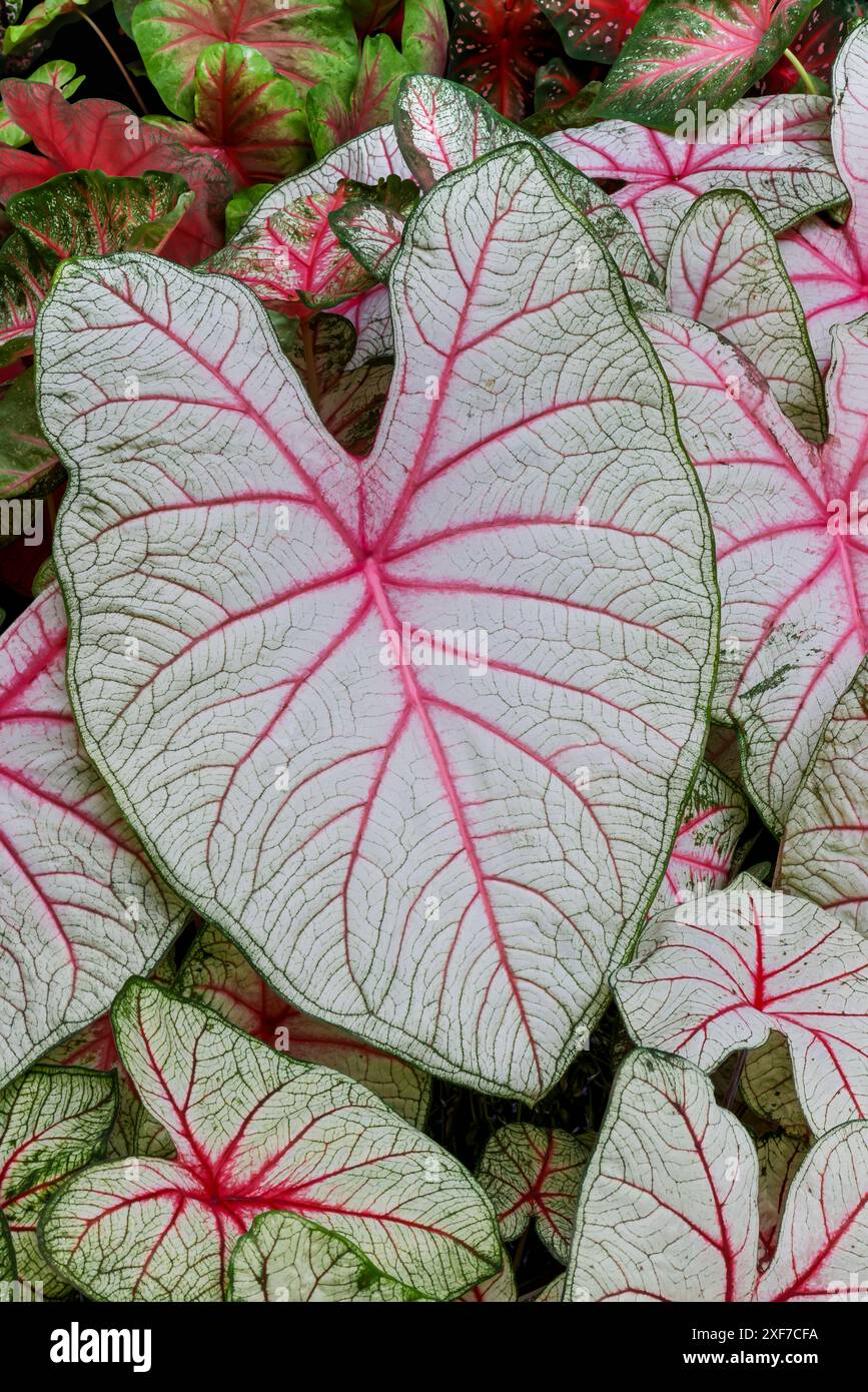 USA, Washington State, Sammamish. Tropical caladium leafed plants on deck in mass plantings Stock Photo