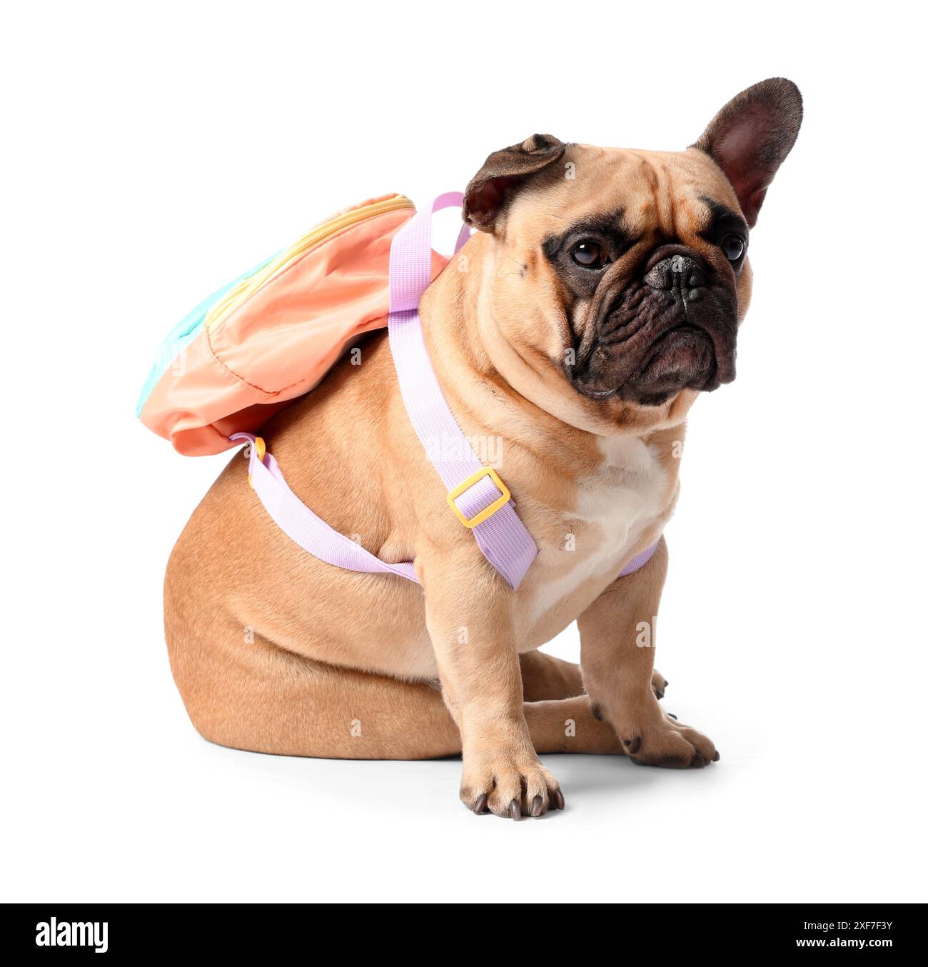 Cute French bulldog with schoolbag on white background Stock Photo