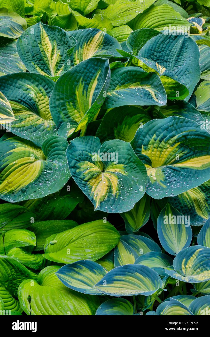 USA, Washington, Sammamish, hosta grown in pots Stock Photo