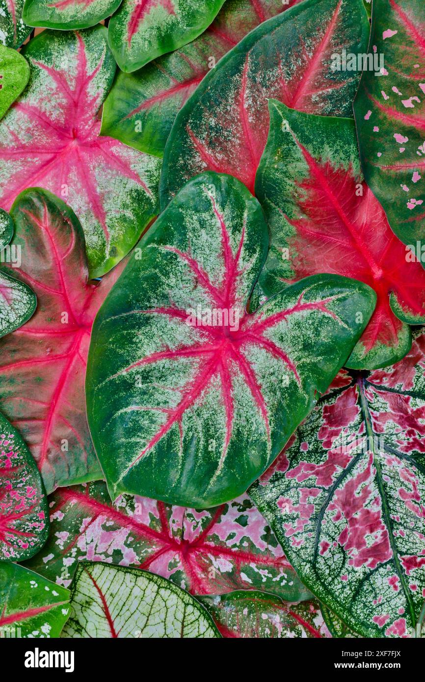 USA, Washington State, Sammamish. Tropical caladium leafed plants on deck in mass plantings Stock Photo