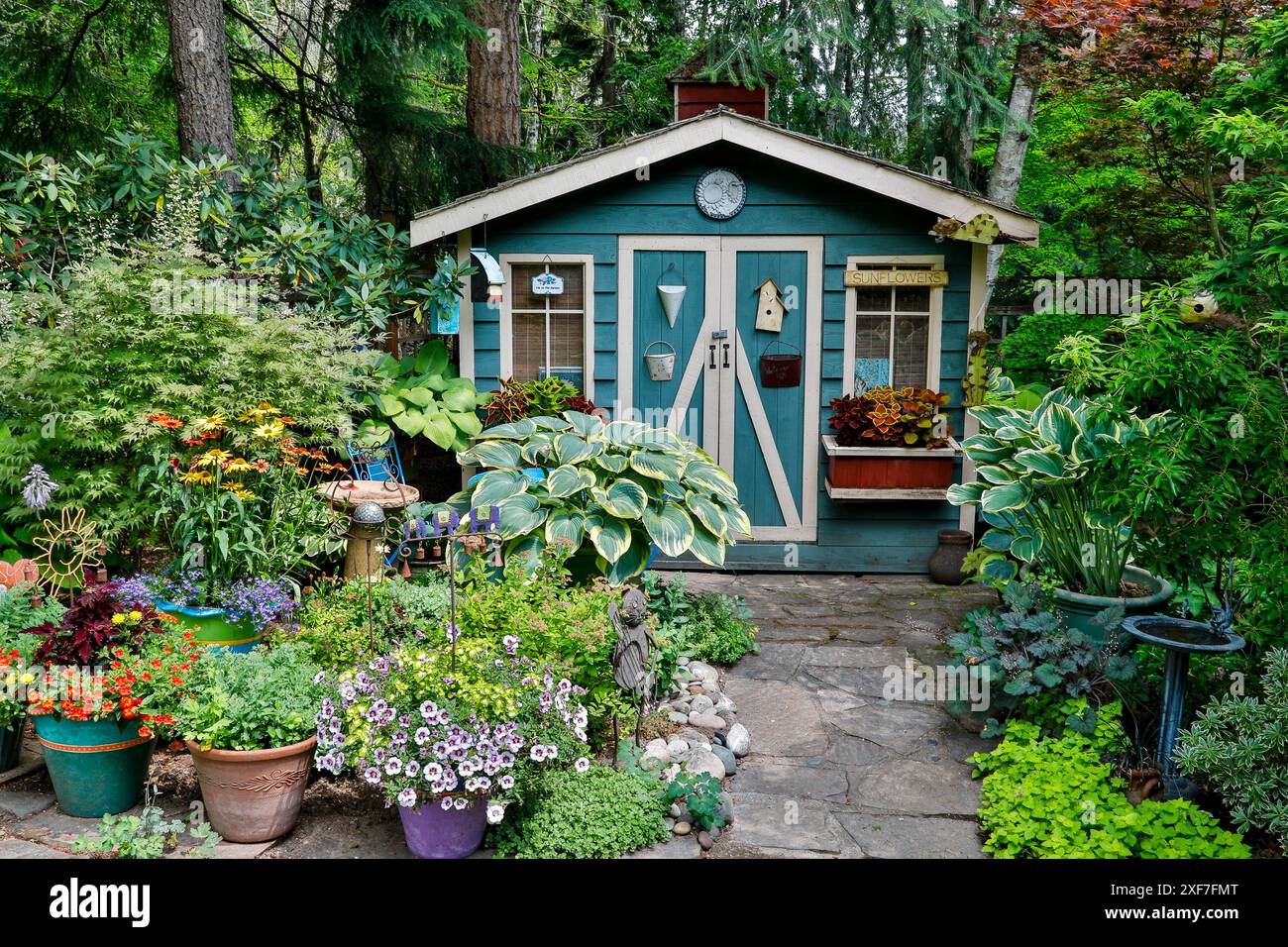 USA, Washington State, Sammamish. Garden and shed with potted flowers and hosta. (PR) Stock Photo