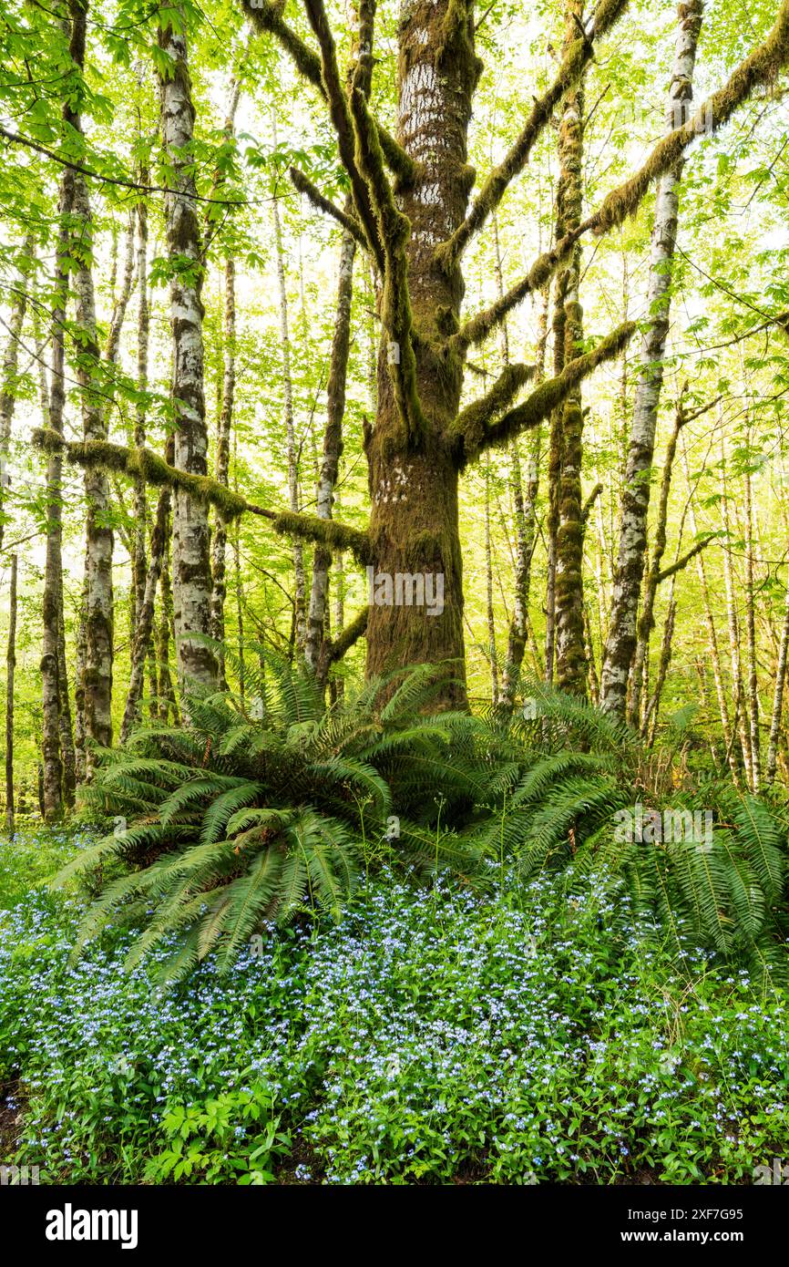 Common sword ferns hi-res stock photography and images - Alamy
