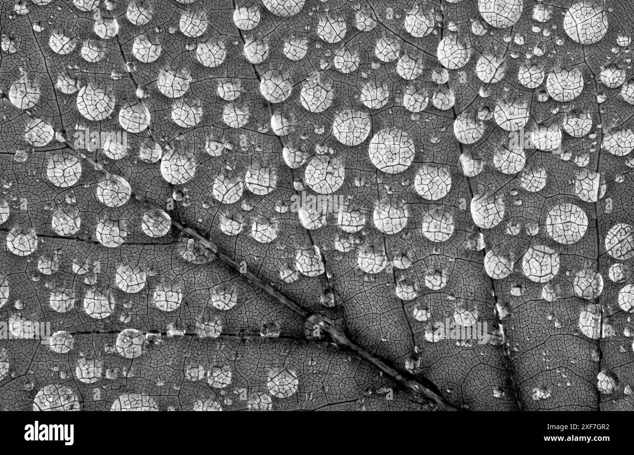 Washington State. Water drops on maple leaf Stock Photo