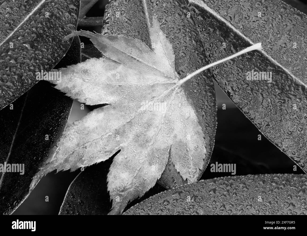 Washington State. Maple leaf and dew drops Stock Photo - Alamy