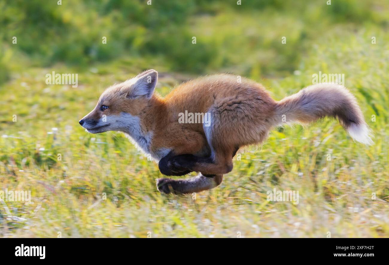 Red Fox Kit Pictures