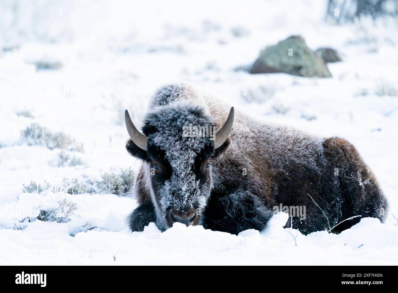 American bison lying down hi-res stock photography and images - Alamy
