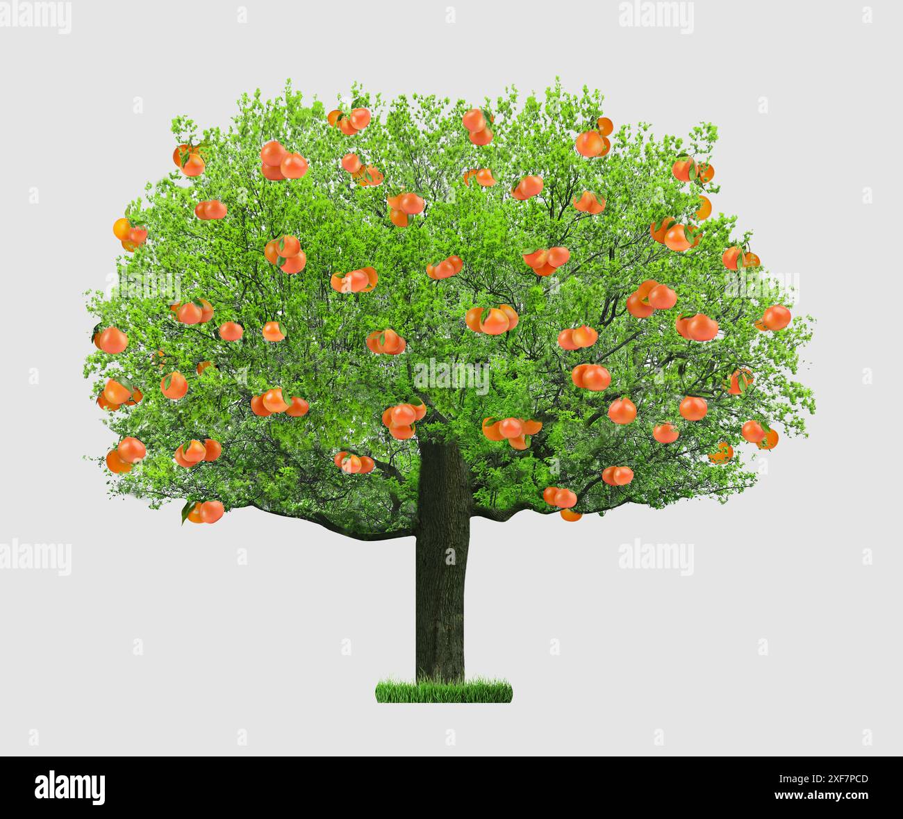Tree with grapefruits and green leaves isolated on white Stock Photo ...