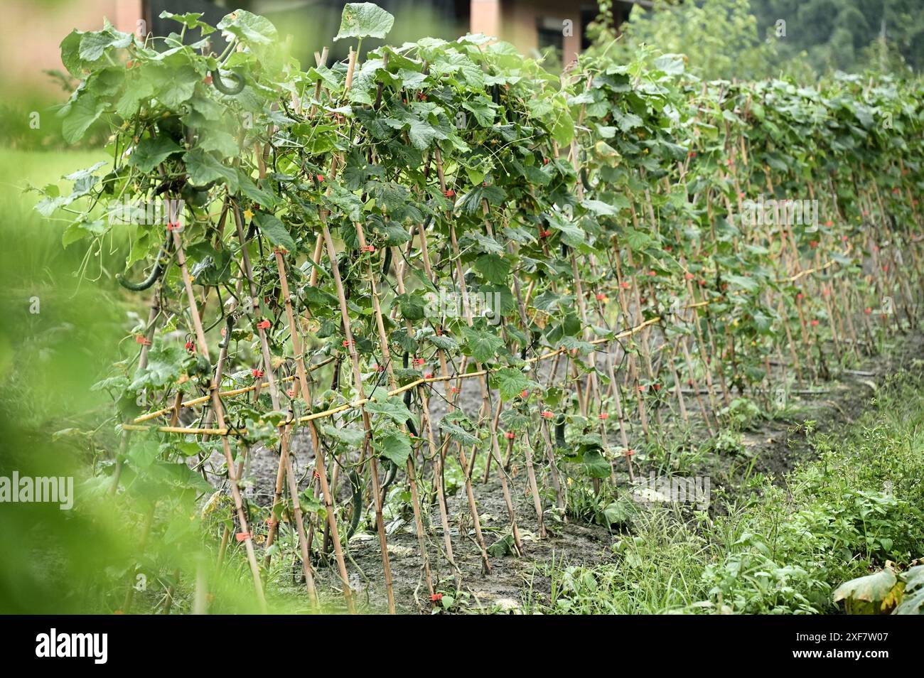 View of Bamboo poles offer a sturdy, lightweight, and readily available ...
