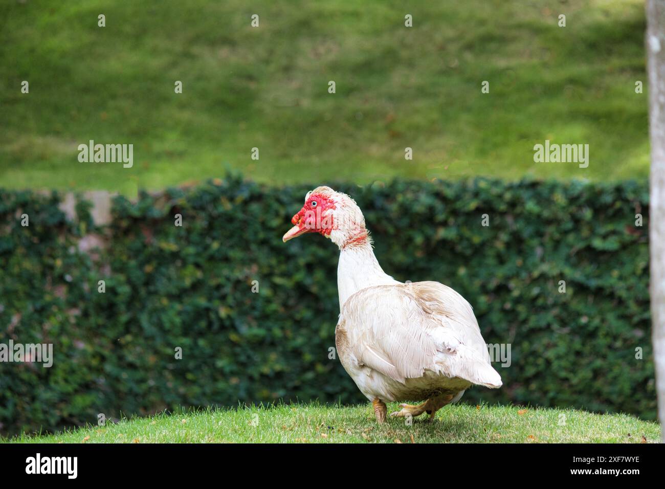 Distinctive features of a muscovy duck. Stock Photo