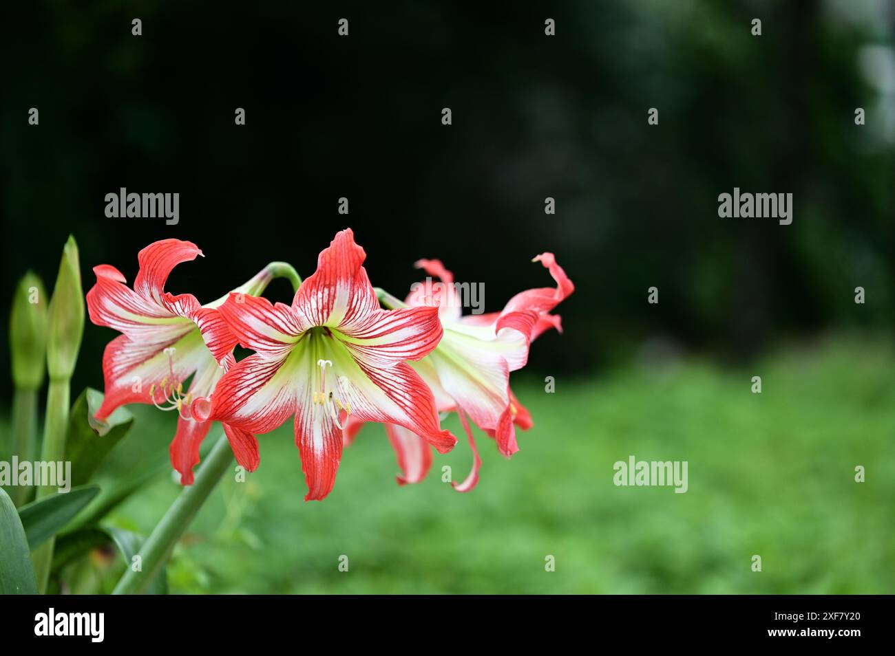 Amaryllis belladonna is a stunning bulbous flower native to South ...