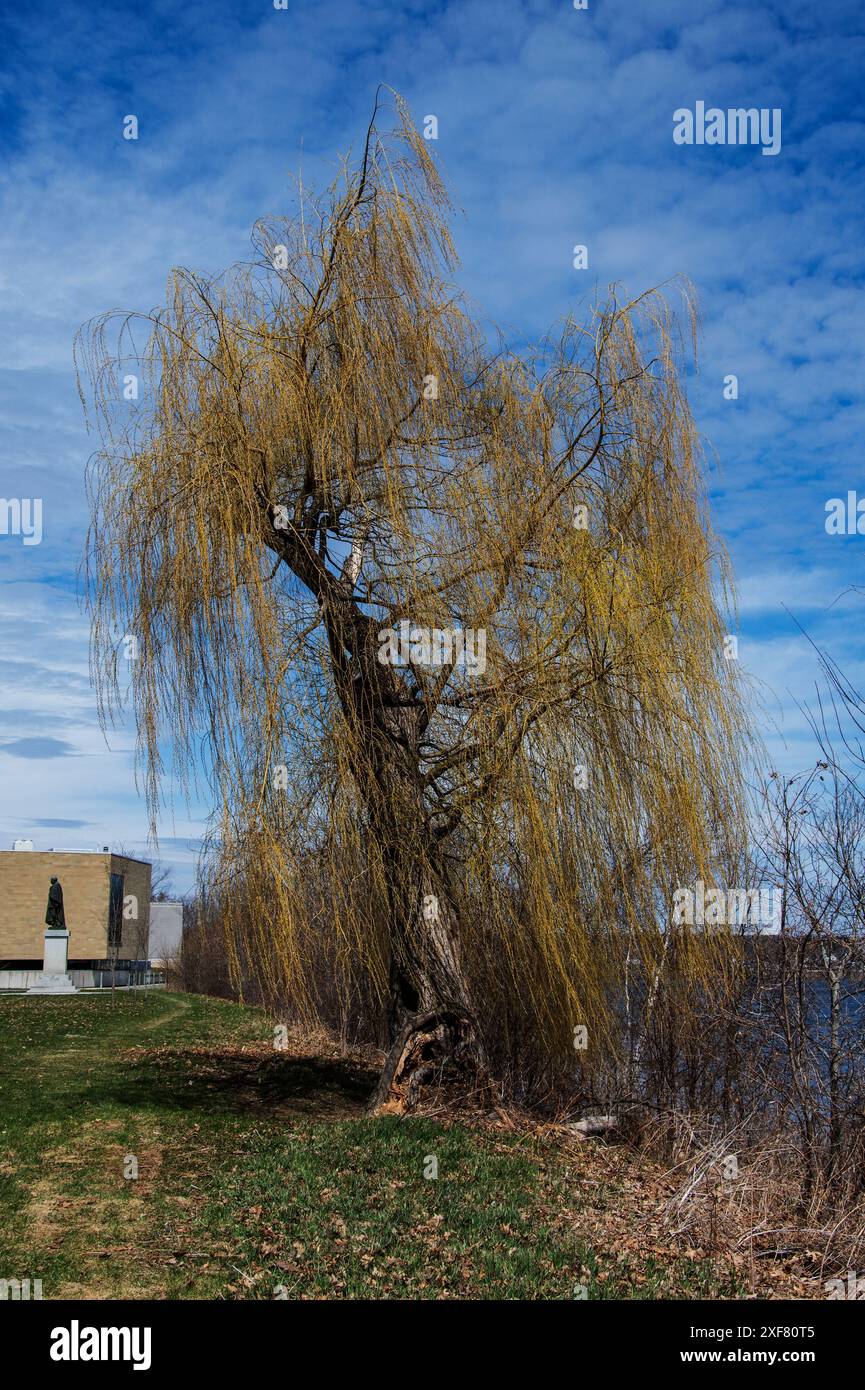 Weeping willow tree hi-res stock photography and images - Alamy