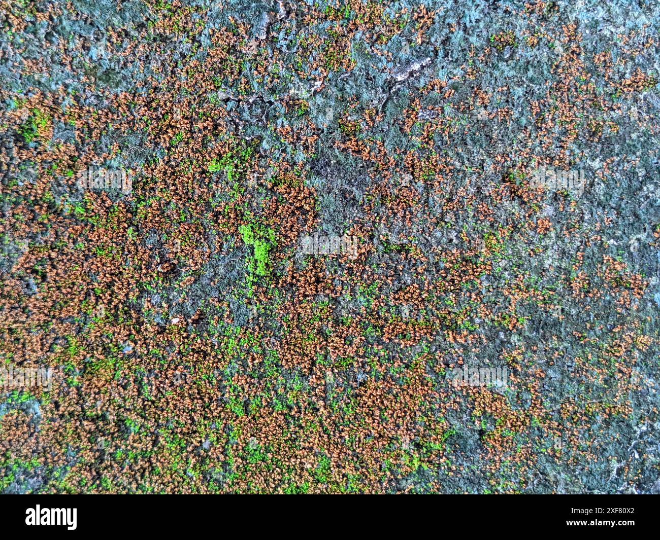 Old Wall Covered in Moss Stock Photo